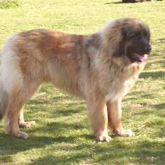 Leonberger folmer