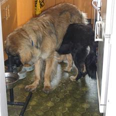 Leonberger folmer