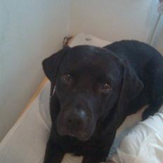 Labrador retriever Harley