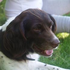 Kleiner münsterländer Zenta