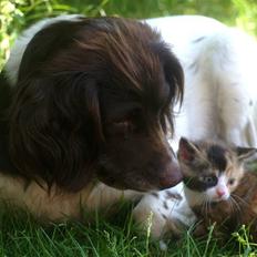 Kleiner münsterländer Zenta