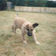 Blanding af racer Roxy *RIP* (07-07-09)