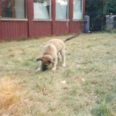 Blanding af racer Roxy *RIP* (07-07-09)