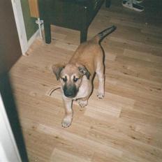 Blanding af racer Roxy *RIP* (07-07-09)