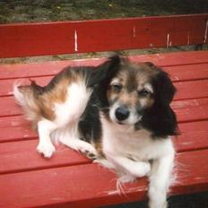 Blanding af racer Pjuske *R.I.P*