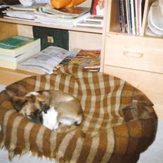 Blanding af racer Pjuske *R.I.P*