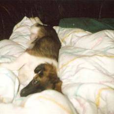 Blanding af racer Pjuske *R.I.P*