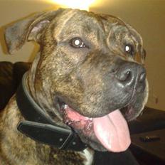 Blanding af racer AMSTAFF/PRESA PABLO R.I.P