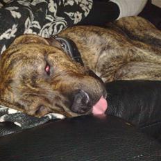 Blanding af racer AMSTAFF/PRESA PABLO R.I.P