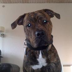 Blanding af racer AMSTAFF/PRESA PABLO R.I.P