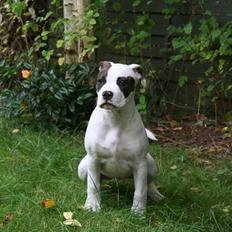 Amerikansk bulldog VBA´s Darling aka Maya