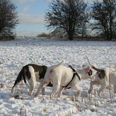 Amerikansk bulldog VBA´s Darling aka Maya