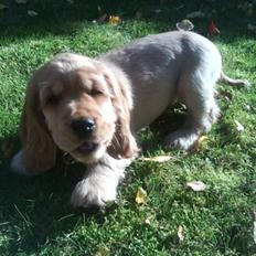 Cocker spaniel gizmo<3