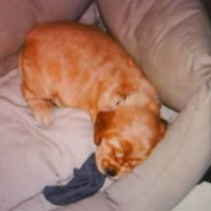 Cocker spaniel gizmo<3