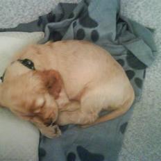 Cocker spaniel gizmo<3