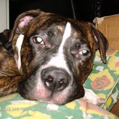 Amerikansk bulldog Tyson