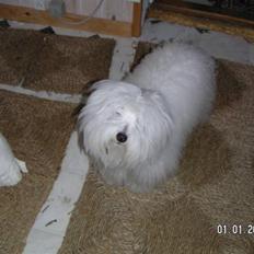 Coton de tulear Trisse<33