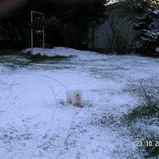 Coton de tulear Trisse<33