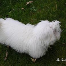 Coton de tulear Trisse<33