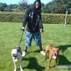 Amerikansk staffordshire terrier Rocky Solgt