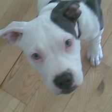 Amerikansk staffordshire terrier Rocky Solgt