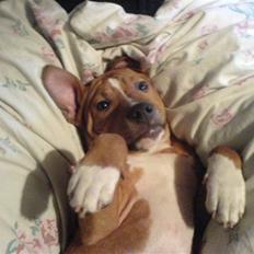 Amerikansk staffordshire terrier King