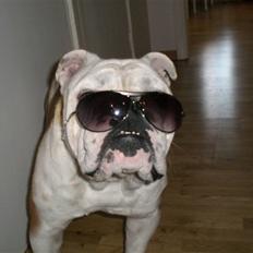 Engelsk bulldog Bobbie