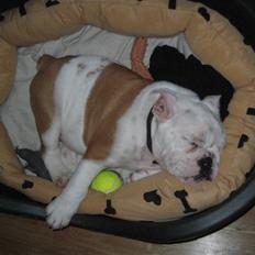 Engelsk bulldog Bobbie