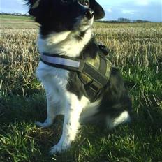 Blanding af racer Felix