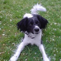 Blanding af racer Felix