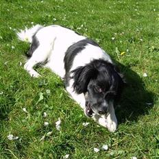 Blanding af racer Felix