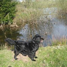 Blanding af racer Lucky