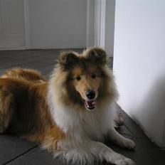 Collie langhåret Simba