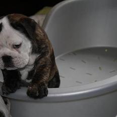Engelsk bulldog All Inclusive - Daimi