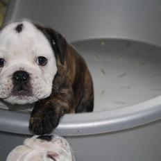 Engelsk bulldog All Inclusive - Daimi