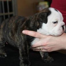 Engelsk bulldog All Inclusive - Daimi