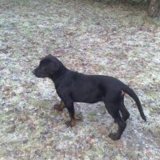Blanding af racer Bamse *RIP*