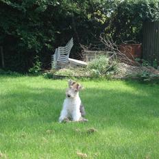 Ruhåret foxterrier Aura