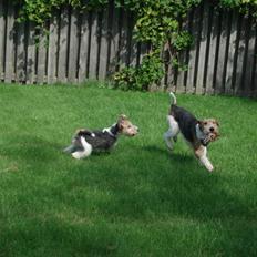 Ruhåret foxterrier Aura