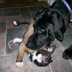 Blanding af racer sido