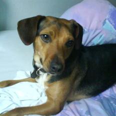 Blanding af racer Fie <3