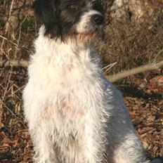 Blanding af racer Mille