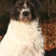 Blanding af racer Mille