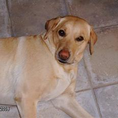 Labrador retriever Meggi <3