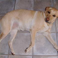 Labrador retriever Meggi <3