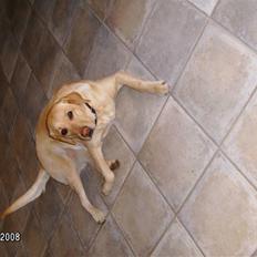 Labrador retriever Meggi <3