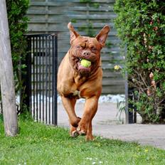 Dogue de bordeaux Rock