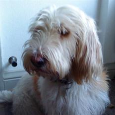 Petit basset griffon wendéen Aase