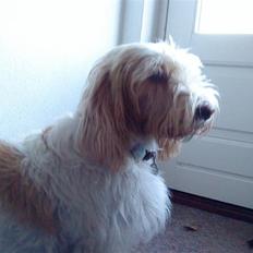 Petit basset griffon wendéen Aase