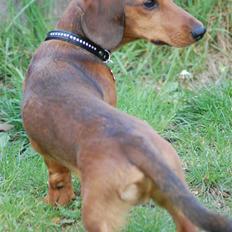 Miniature gravhund Futte's Charlie Fandango